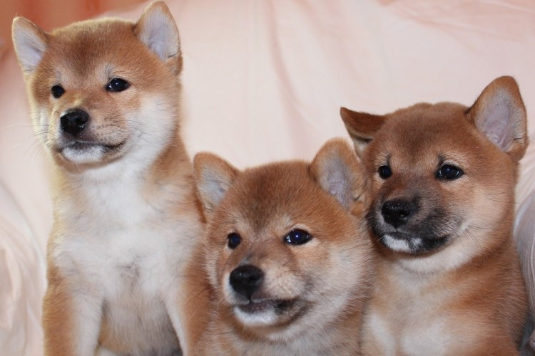 Сиба ину щенок