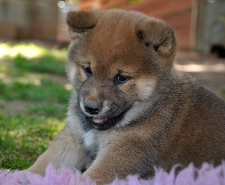 Сиба ину цвета