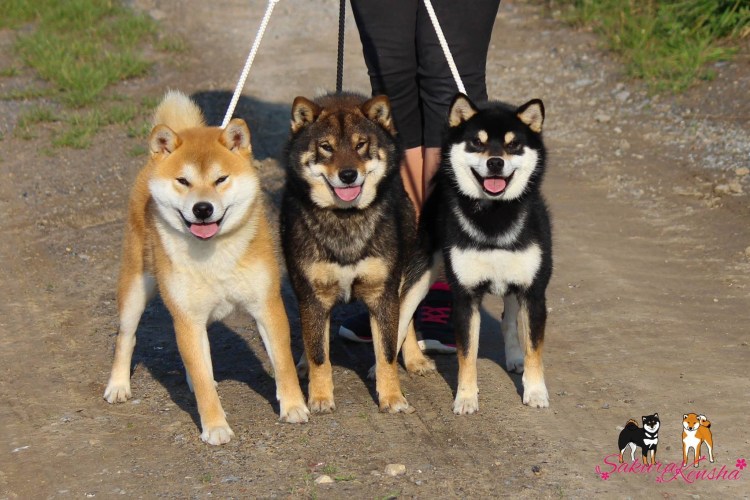 Сиба ину окрас сезам