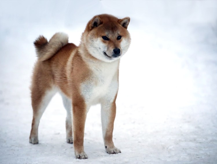 Сезамовые щенки Акита ину