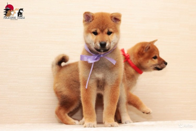 Сиба-ину взрослый