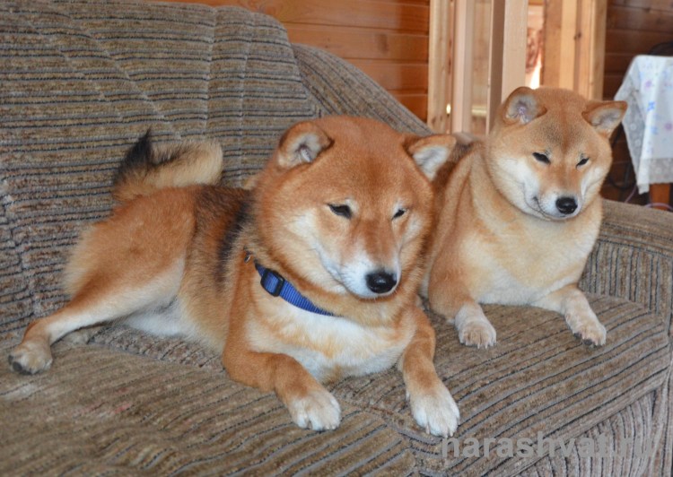 Сикоку ину окрасы