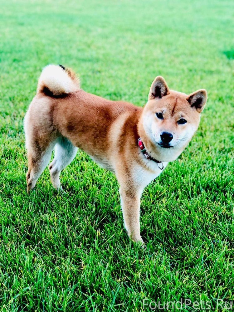 Сиба ину белая