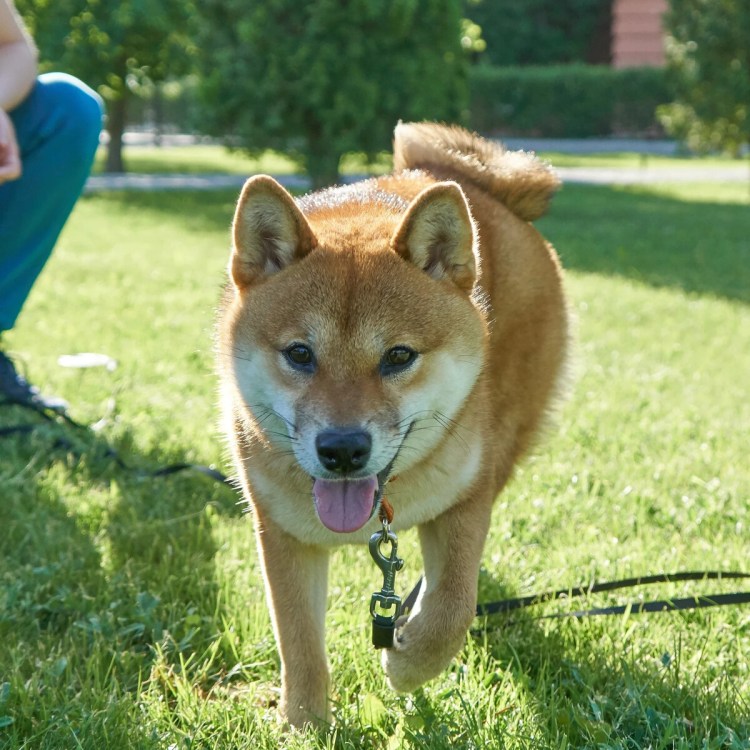 Сиба ину цвет сезам