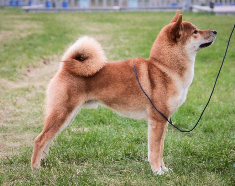 Сиба ину длинношерстная