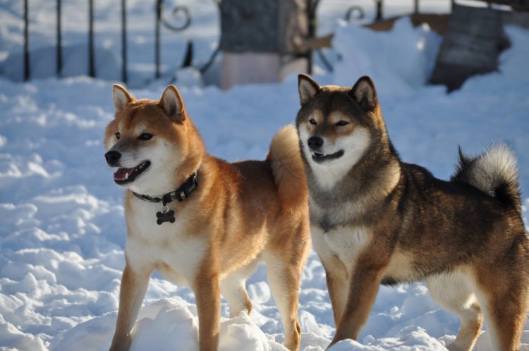 Сиба ину красный сезам