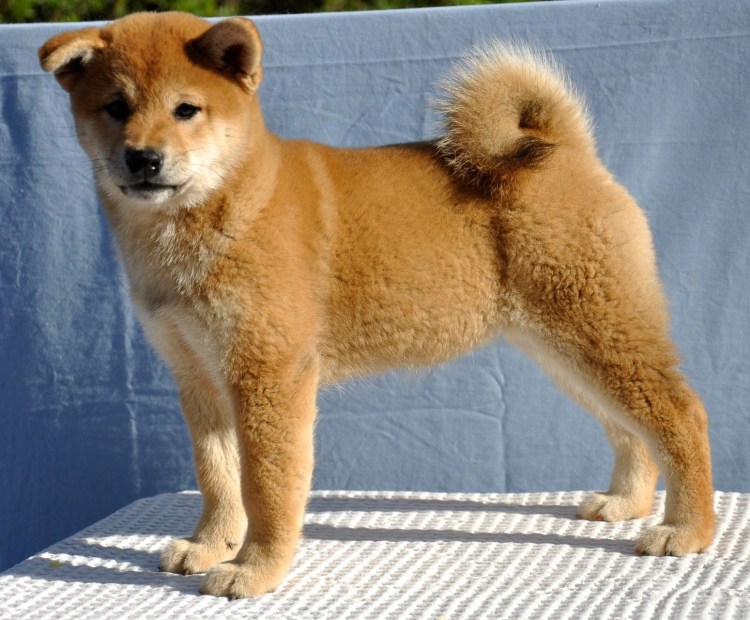 Акита ину окрас сезам