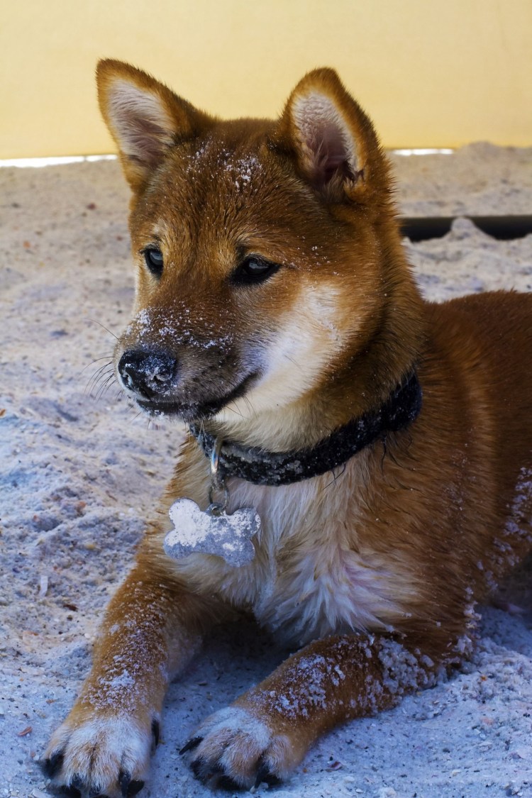 Шиба сиба ину рост