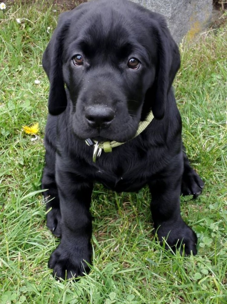 Лабрадор американский белый