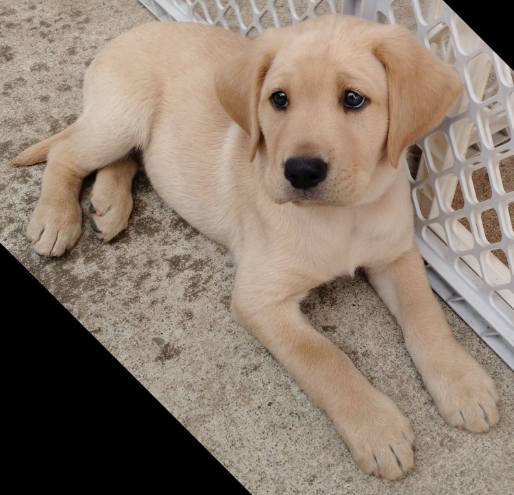 Золотистый ретривер длинношерстный