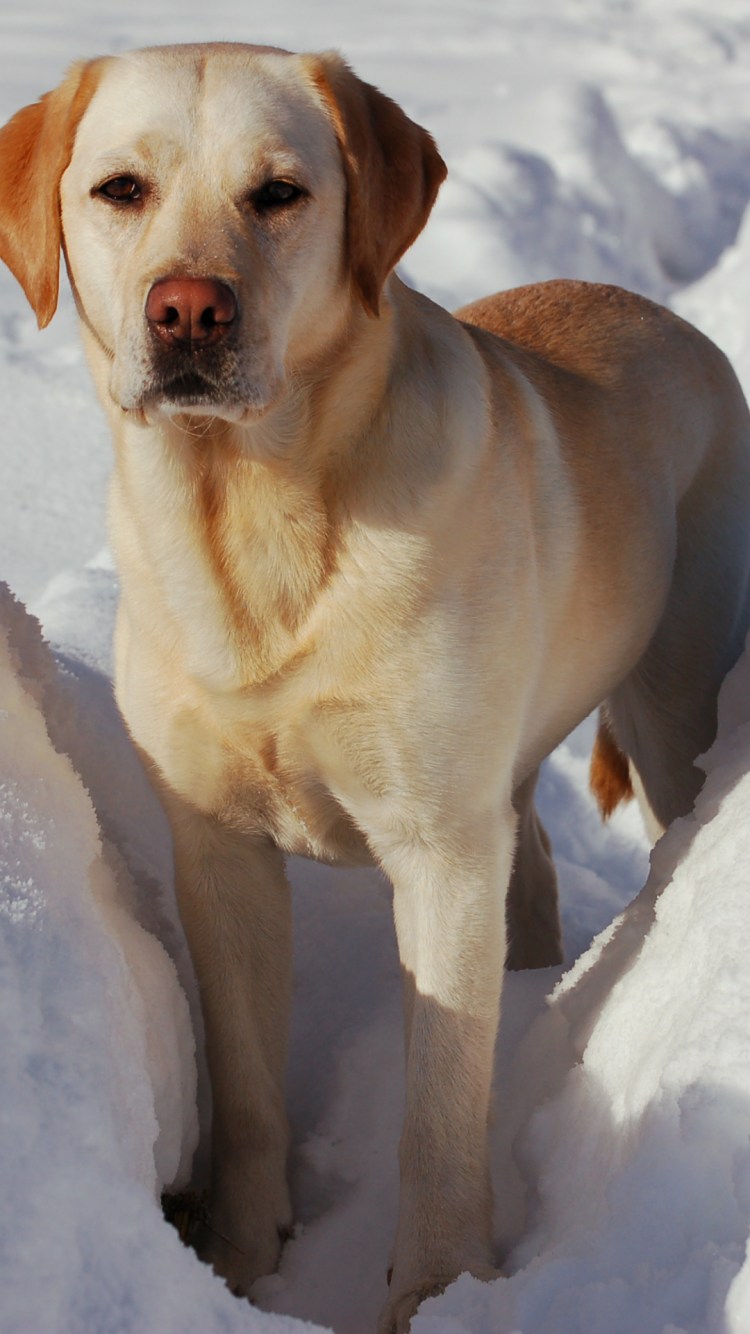 Лабрадор ретривер золотистый длинношерстный