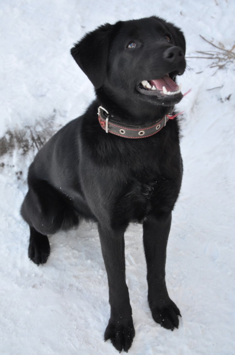 Бойцовский лабрадор