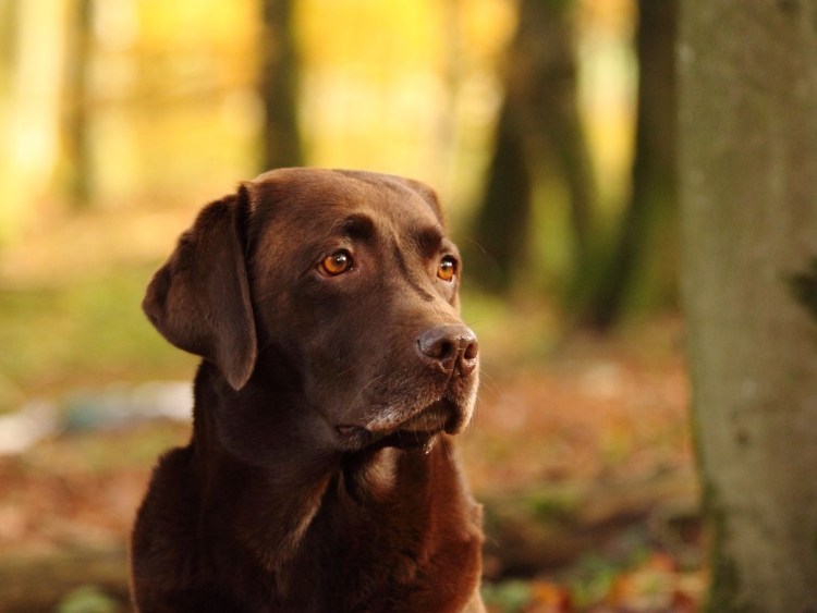 Лабрадор ретривер золотистый