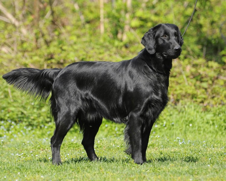 Лабрадор бесстарс