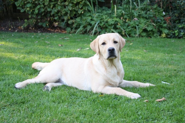 Шоколадный лабрадор щенок зима