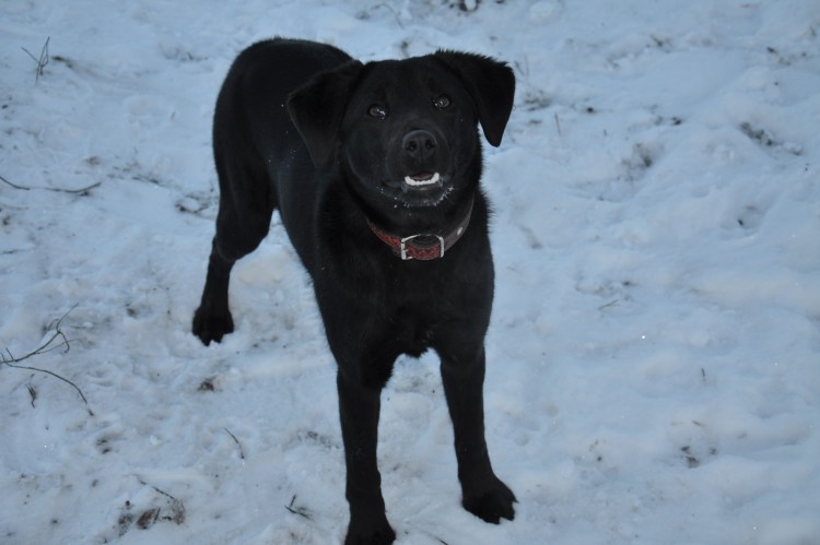 Лабрадор ретривер пятнистый