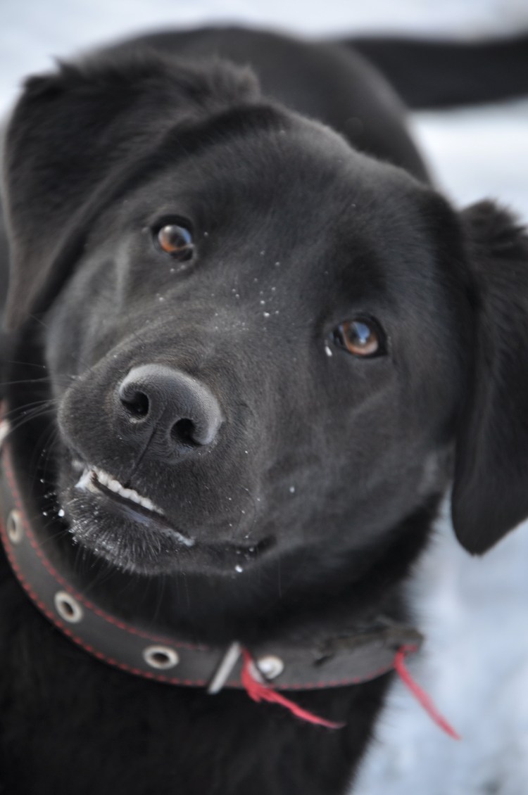 Лабрадор Джессика Блэк блюз 4478995