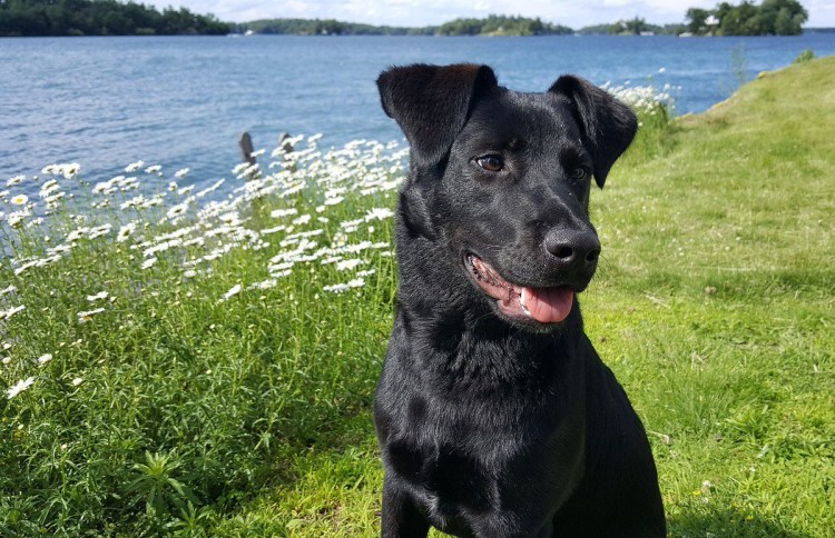 Лабрадор ретривер черный