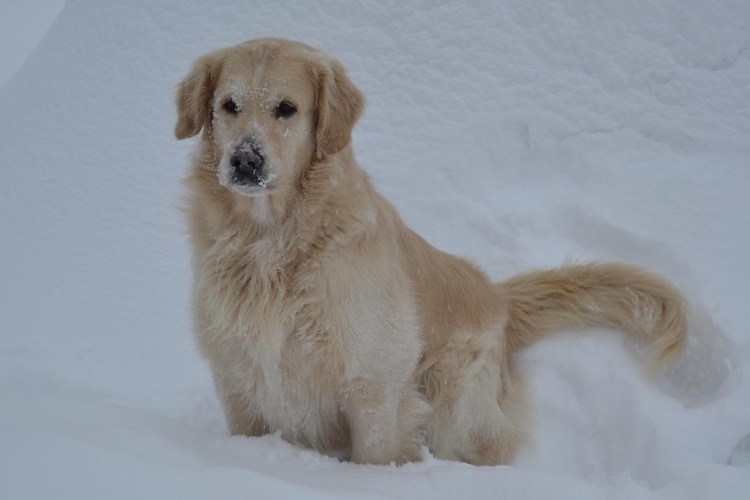 Лабрадор ретривер золотистый