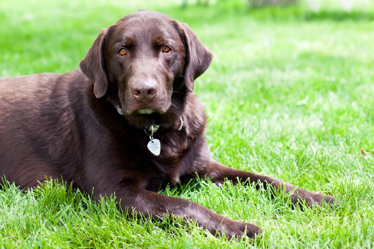 Лабрадор ретривер