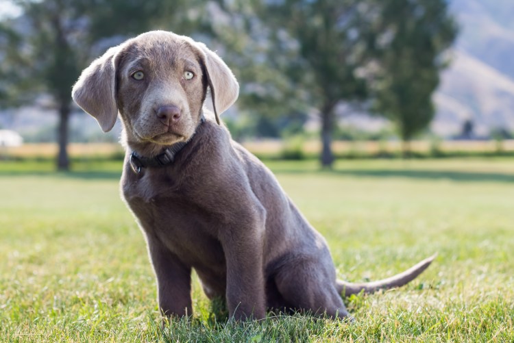 Лабрадор американская дворняга