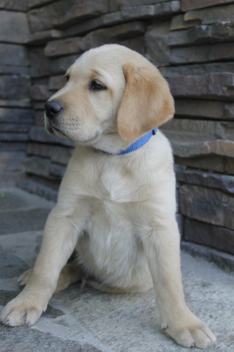 Лабрадор ретривер бежевый