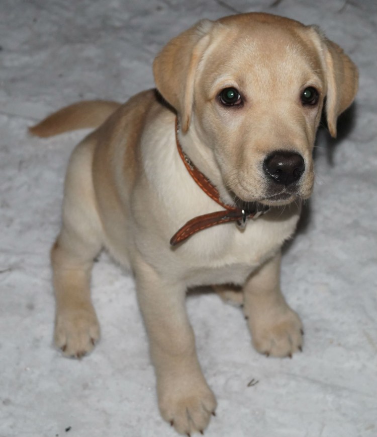 Лабрадор Чесапик