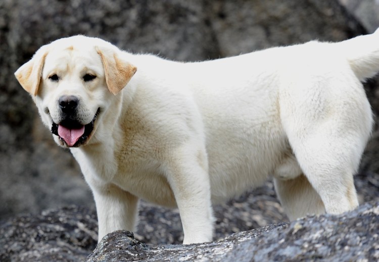 Собака похожая на лабрадора