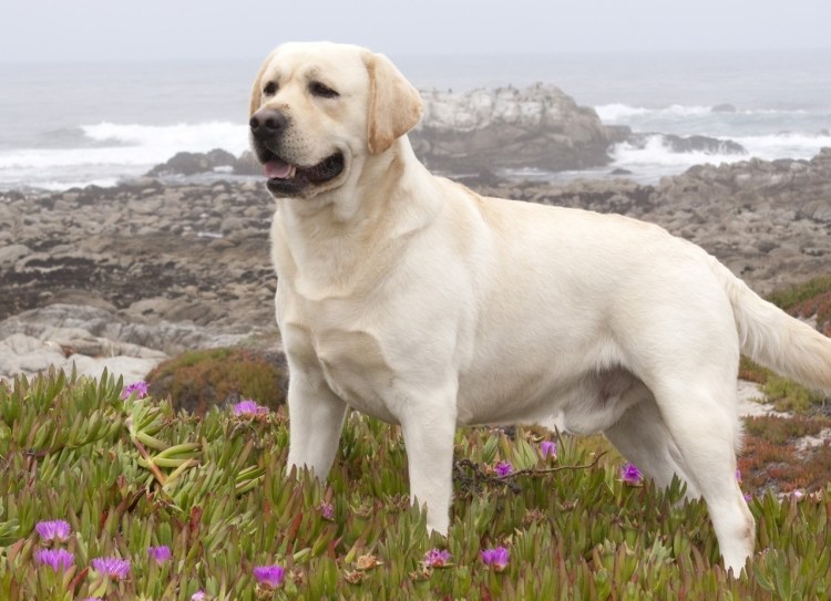 Лабрадор ретривер