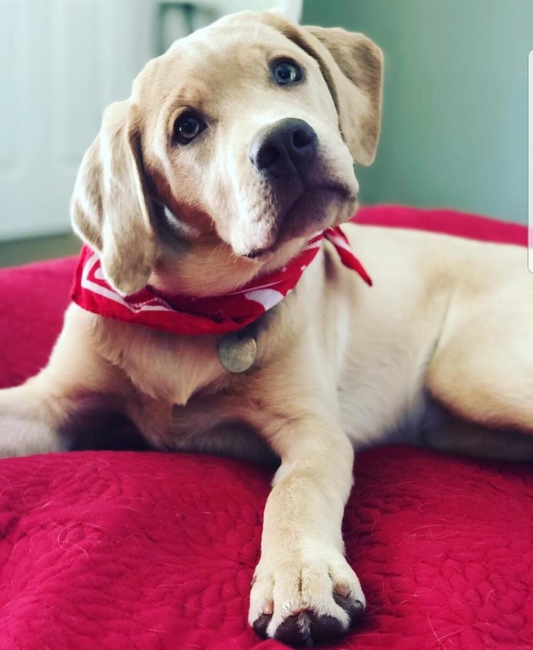 Лабрадор ретривер американский Тип