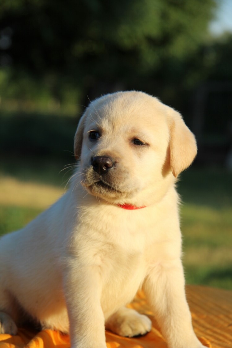 Породы собак похожие на лабрадора