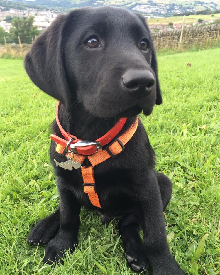 Шотландский лабрадор