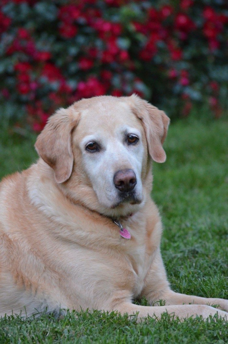Лабрадор ретривер