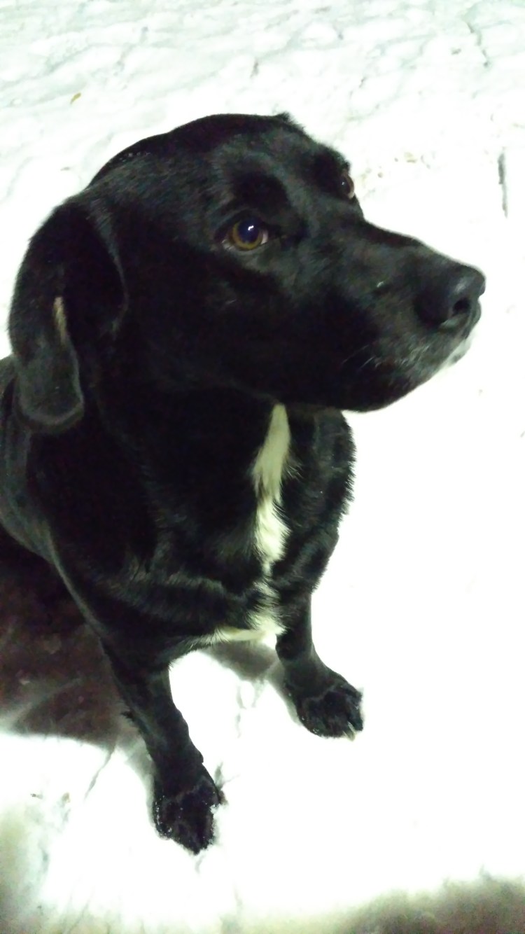 Лабрадор ретривер Голден черный