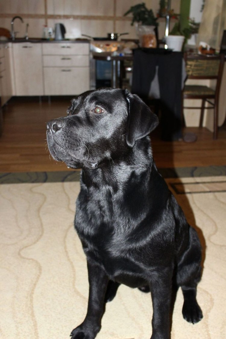 Лабрадор ретривер черный гладкошерстный