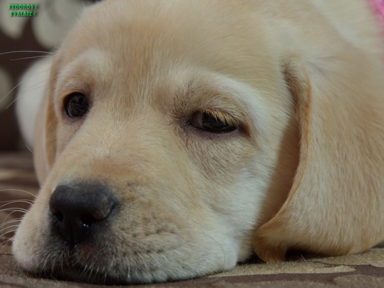 Лабрадор ретривер гладкошерстный