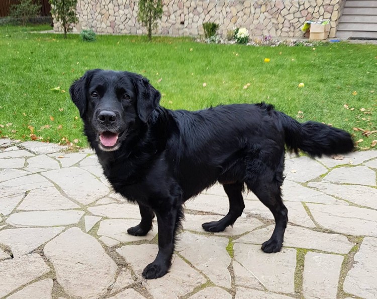 Лабрадор ретривер