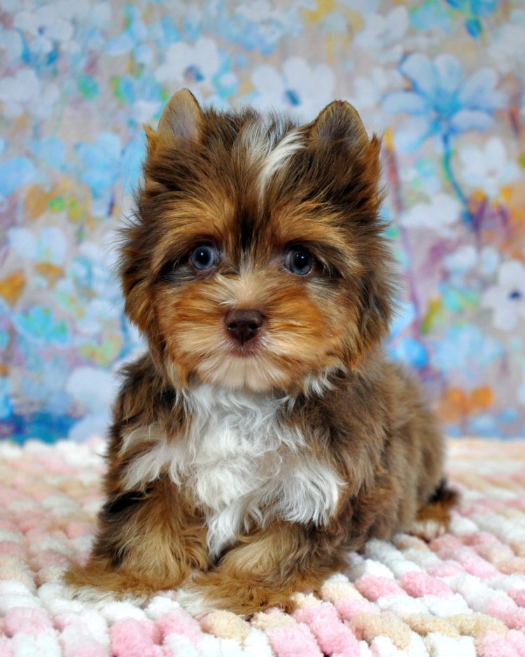 Мерль Йоркширский терьер