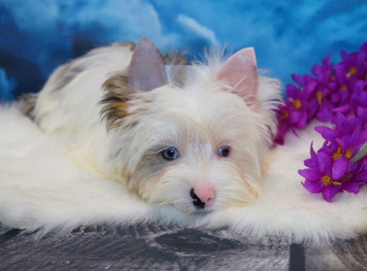 Бивер Блуберри