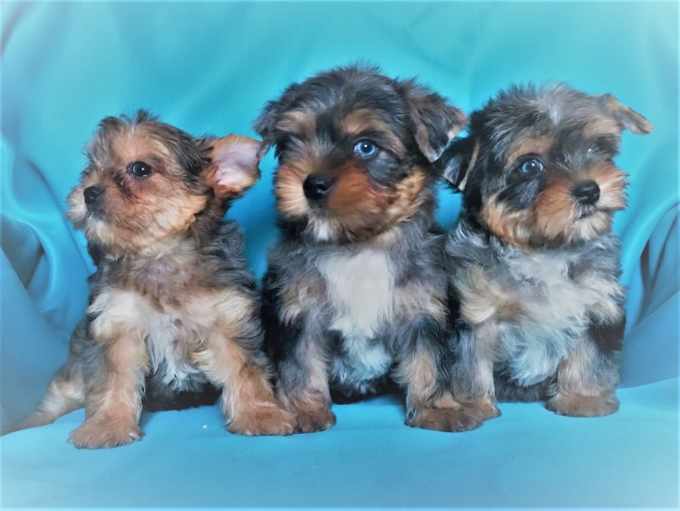 Блю Мерль Йорк