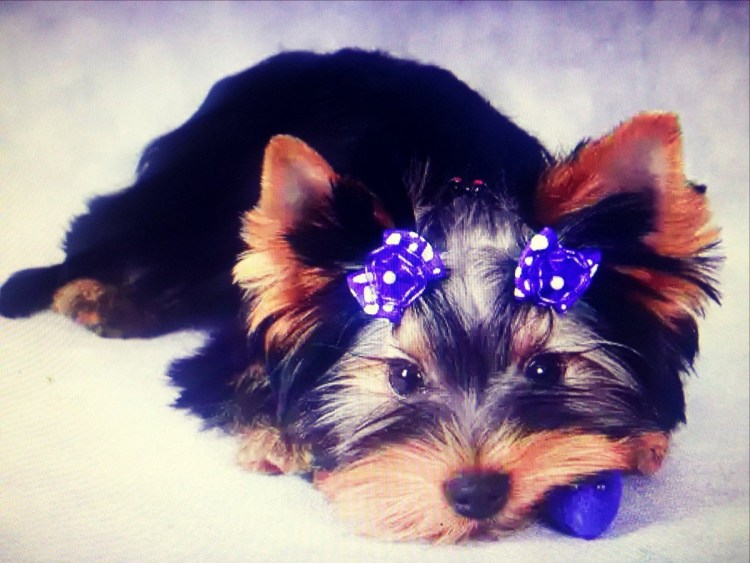 Беспризорный Йоркширский терьер