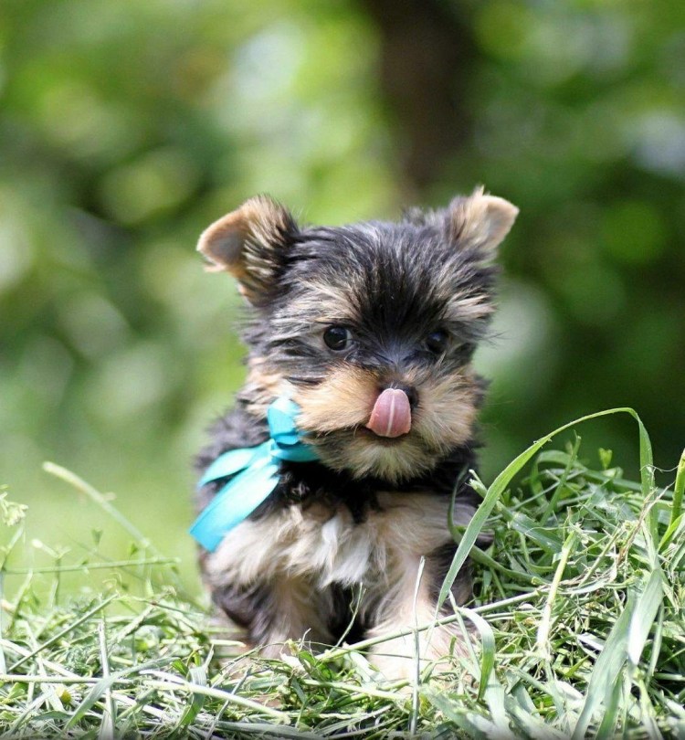 Трехцветный Йоркширский терьер