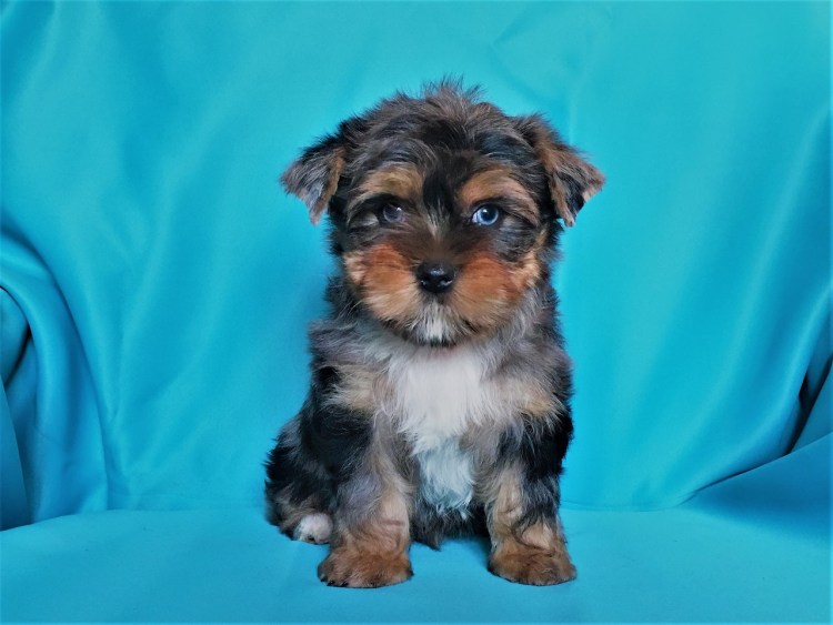 Блю Мерле Йоркширский терьер