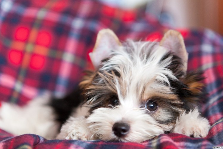 Йоркширский терьер Сильвер