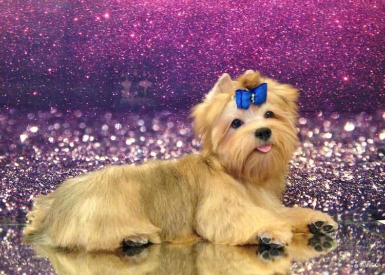 Шокомерле Йоркширский терьер