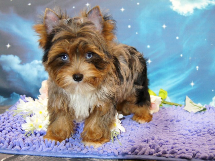 Блю Мерль Йоркширский терьер