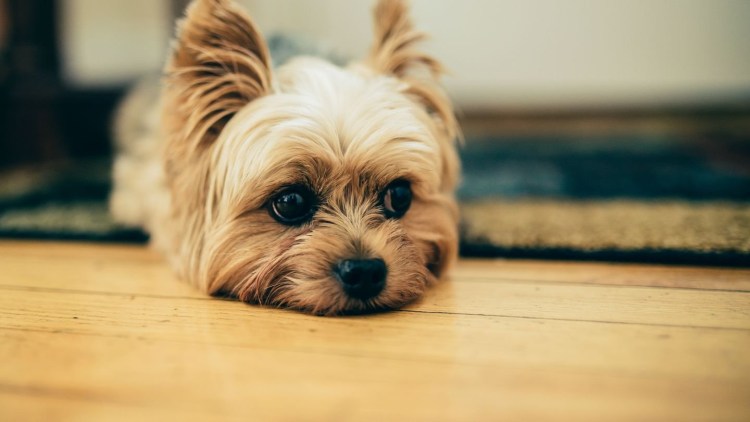 Йоркширский терьер вельш