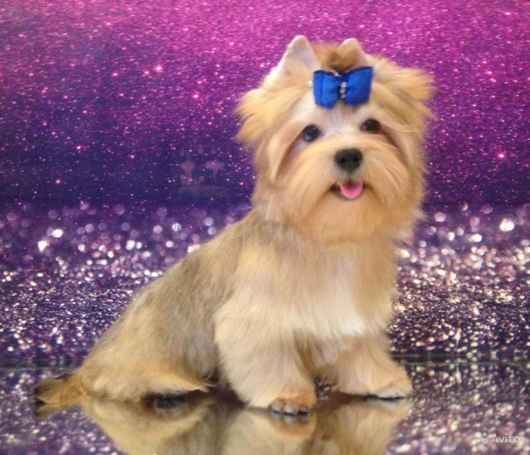 Йорк с голубыми глазами