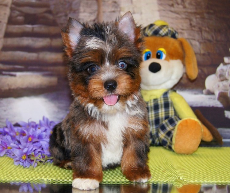 Йоркширский терьер Мерле