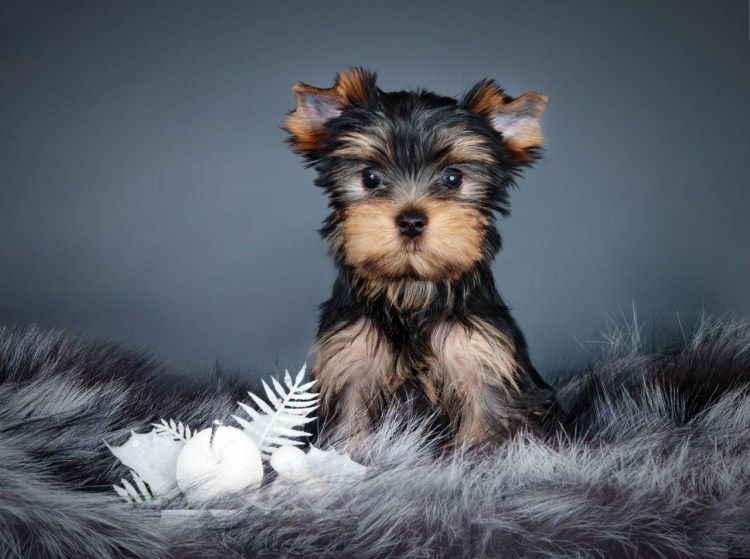 Йоркширский терьер белый